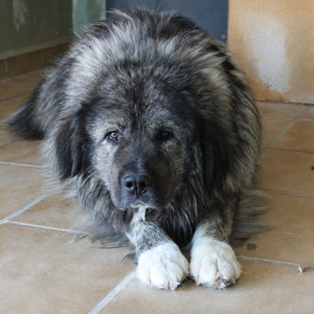 Kuma