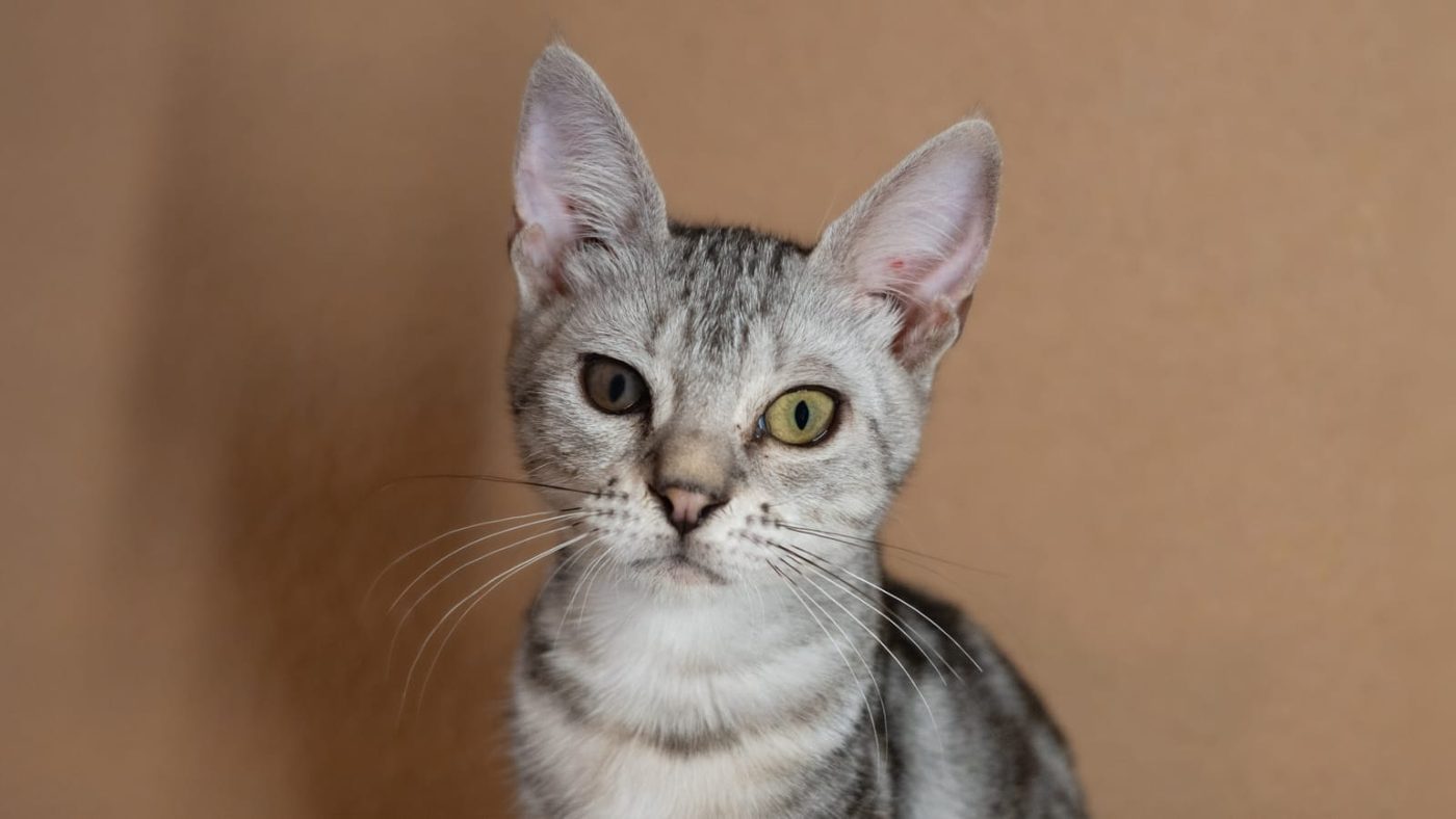 Perla