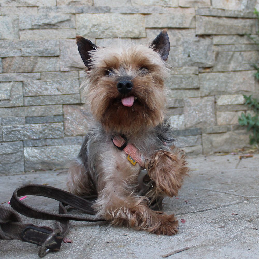 Tomy
