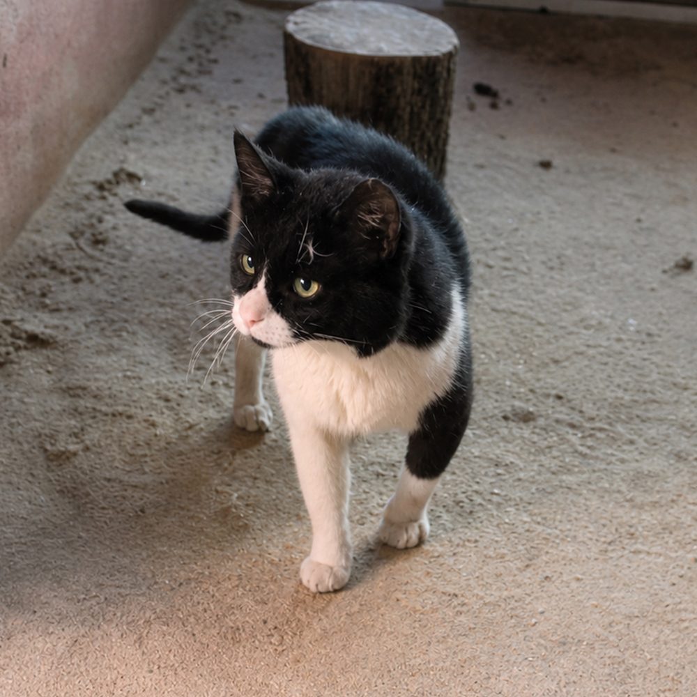 Agustín