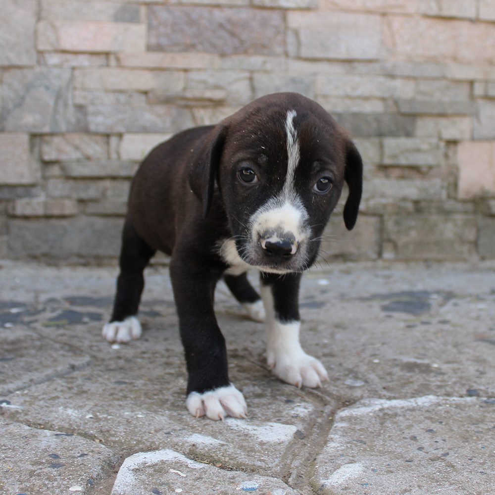 Ares
