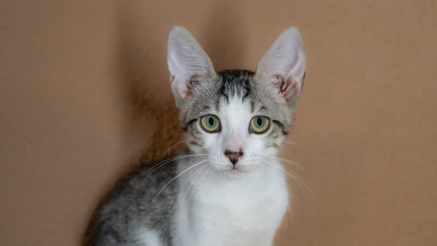 Berlioz