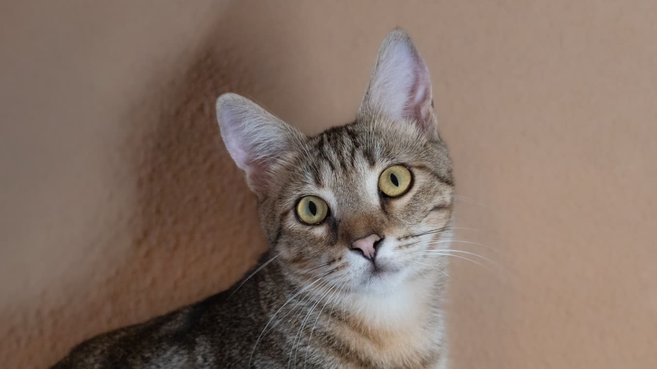 Fermín