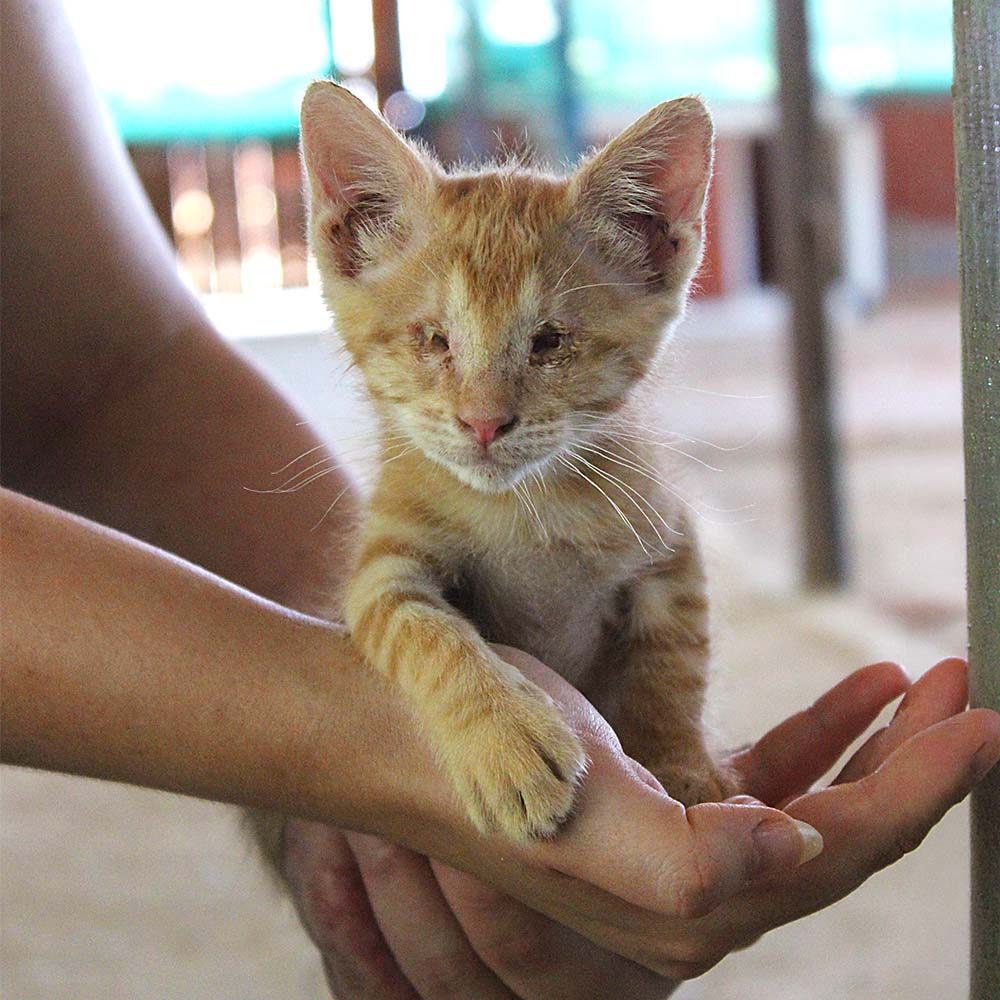 Ginger