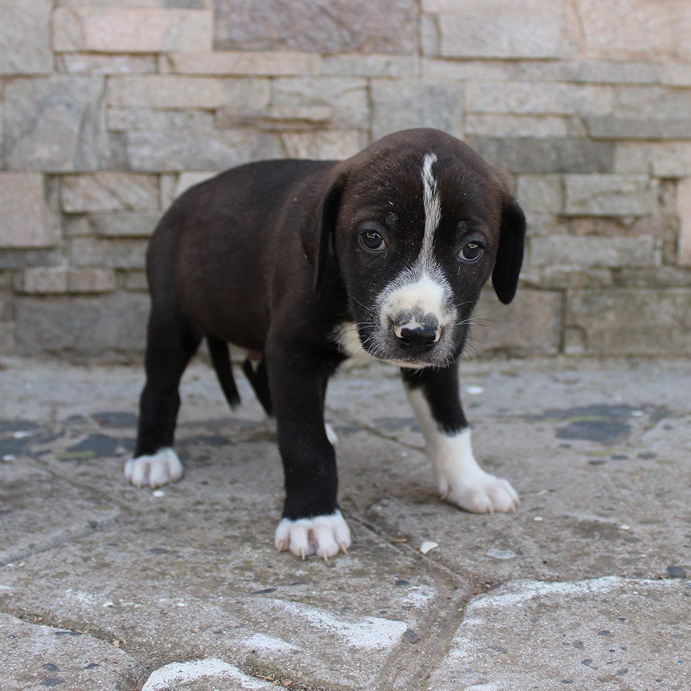 Ares